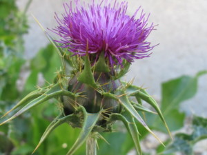 Mariendistel