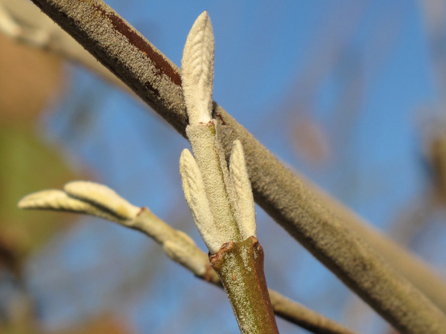 Knospen