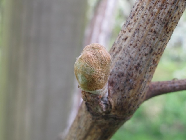 Gemmo-1