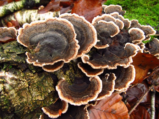 Pilz-1
